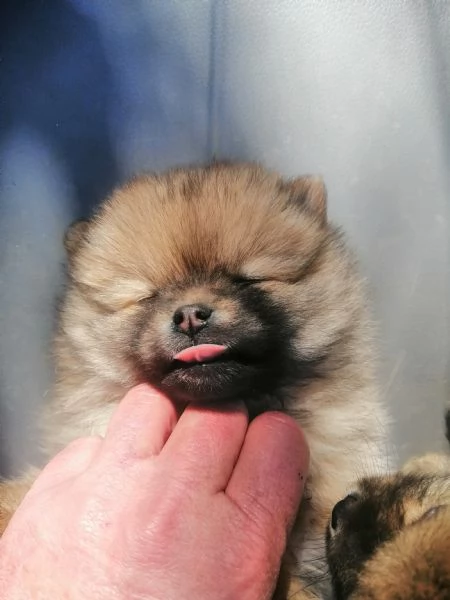 Cuccioli di volpino spitz tedesco o Pomerania 