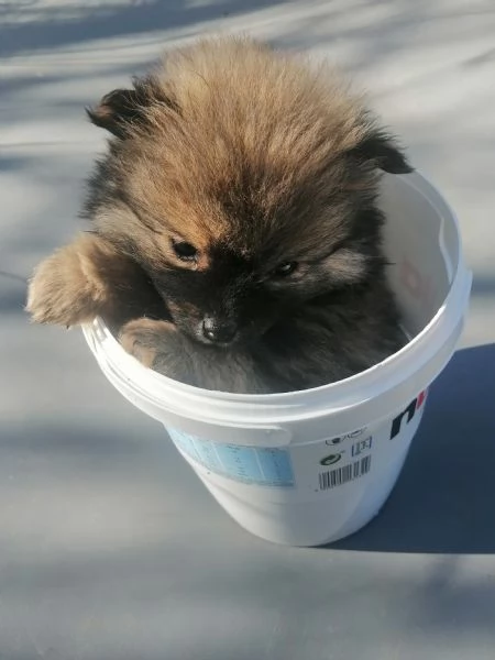 Cuccioli di volpino spitz tedesco o Pomerania  | Foto 0