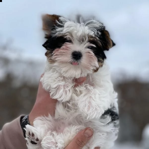 regalo havanese cuccioli meravigliosi ! 