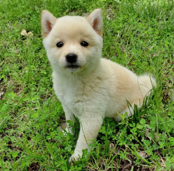 regalo due cuccioli di shiba inu per l'adozione 