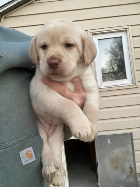 regalo bello labrador  cuccioli maschi e femmine . | Foto 0