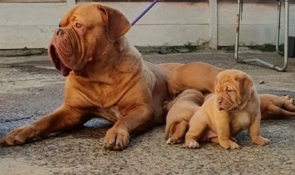 regalo cuccioli di dogue de bordeaux 