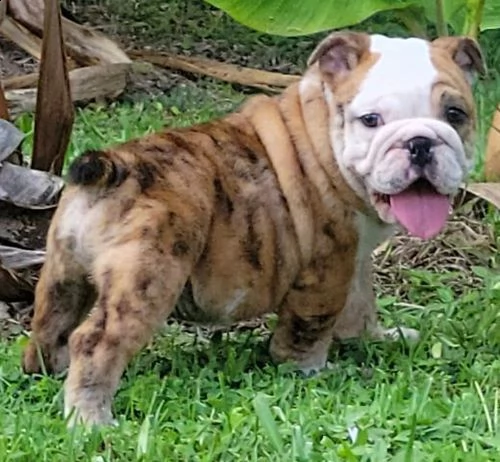 regalo bulldog cuccioli disponible 