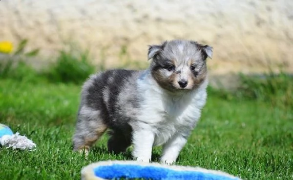 cuccioli di pastore australiano pedigree enci | Foto 6