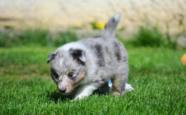 cuccioli di pastore australiano pedigree enci | Foto 5