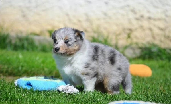 cuccioli di pastore australiano pedigree enci | Foto 4