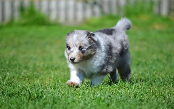 cuccioli di pastore australiano pedigree enci | Foto 3