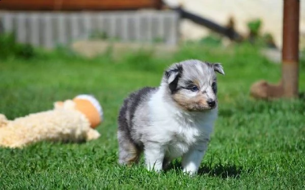 cuccioli di pastore australiano pedigree enci | Foto 2