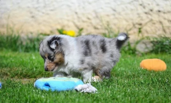 cuccioli di pastore australiano pedigree enci | Foto 1