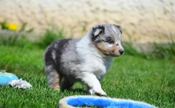 cuccioli di pastore australiano pedigree enci | Foto 0