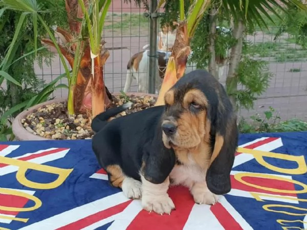 cucciolo di basset hound di bruna | Foto 4