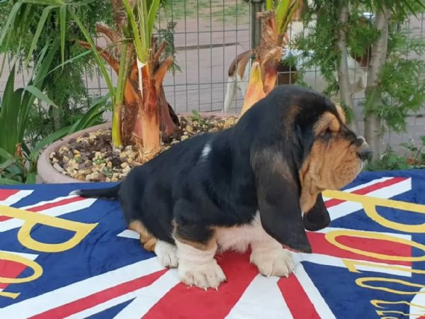 cucciolo di basset hound di bruna | Foto 3