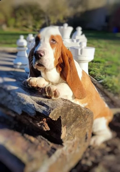 cucciolo di basset hound di bruna | Foto 2