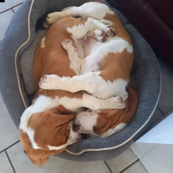 cucciolo di basset hound di bruna