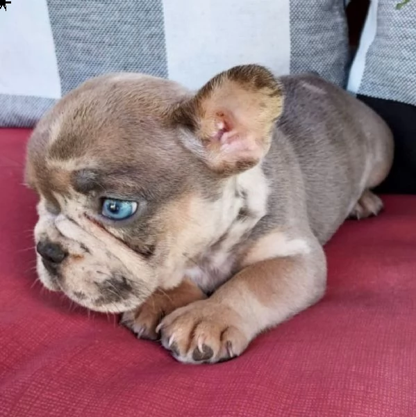 cuccioli di bulldog francese per l'adozione