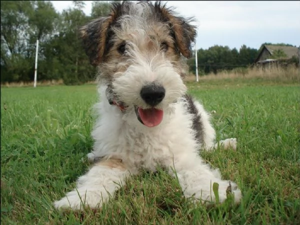 cuccioli di fox terrier | Foto 1