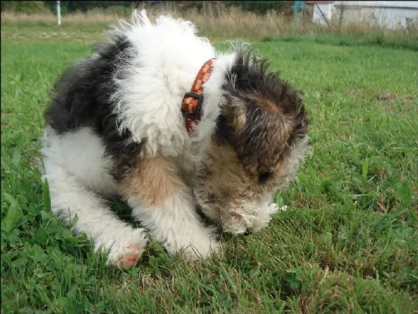 cuccioli di fox terrier | Foto 0