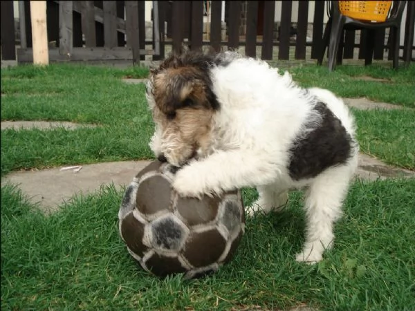 cuccioli di fox terrier