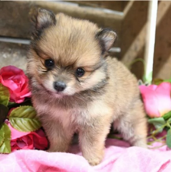 regalo volpino pomerania cuccioli 