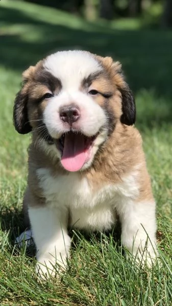 regalo adorabili cuccioli  san bernardo  femminucce e maschietti gratuita