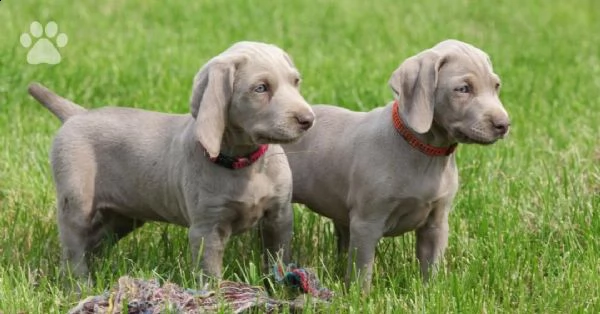  regalo cuccioli di weimaraner abbiamo disponibili cuccioli di weimaraner maschi e femmine. i cuccio