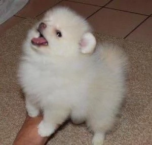 regala cuccioli di pomerania maschi e femmine in adozione❤❤❤