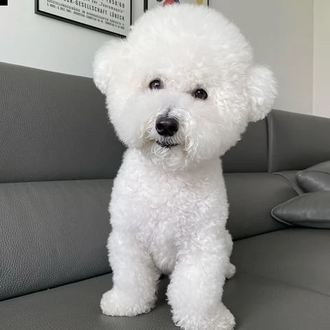 regalo bichon cuccioli meravigliosi ! 