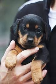 cuccioli di rottweiler per una buona casa