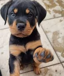 cuccioli di rottweiler ben addestrati