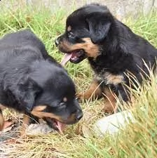 adorabili cuccioli di rottweiler pronti.