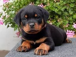 cuccioli di rottweiler molto sani pronti.