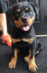 cuccioli di rottweiler maschi e femmine pronti ora