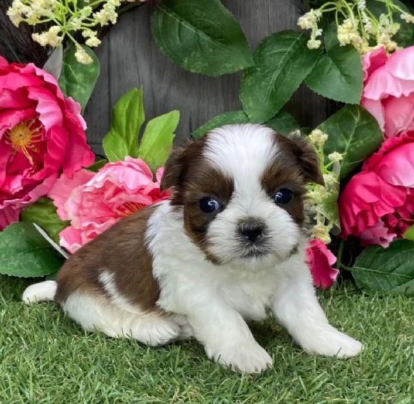  regalo bellissimi cuccioli allevati shih-tzu, colore bianco e nero.