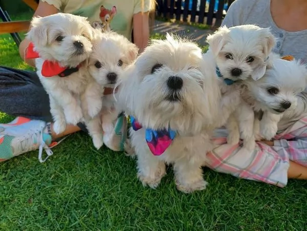 regalo adorabili cuccioli  maltese 