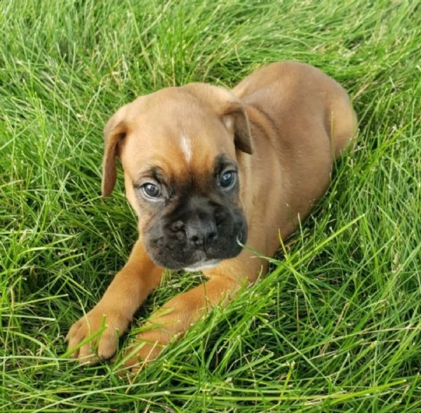 regalo estremamente carino cuccioli di boxer per l'adozione .