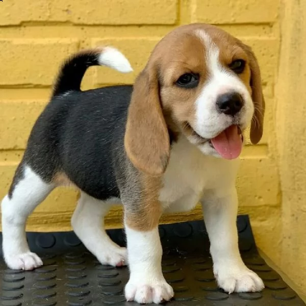 regalo beagle cuccioli meravigliosi ! 