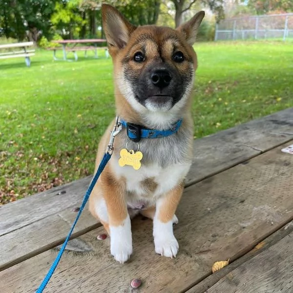 regalo due cuccioli di shiba inu per l'adozione