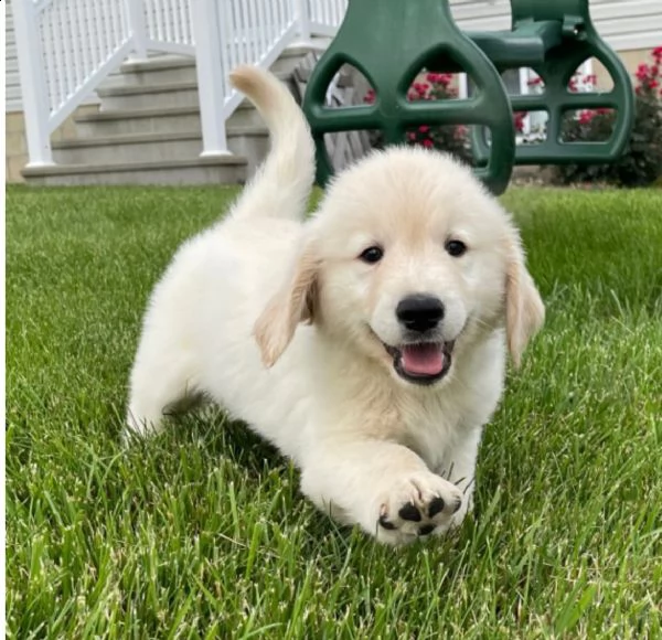 regalo golden retriver cuccioli .