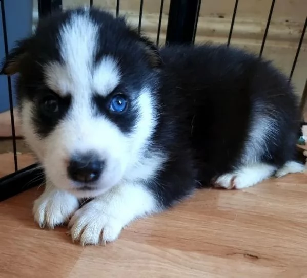 regalo cuccioli siberian husky  maschio e femmina .