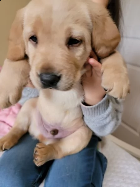 regalo bello labrador  cuccioli maschi e femmine .