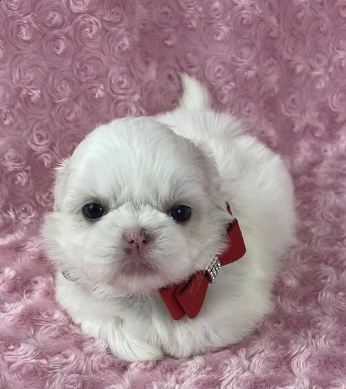 regalo cuccioli shih tzu .