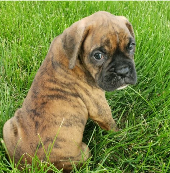 regalo estremamente carino cuccioli di boxer per l'adozione .