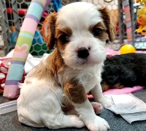 cuccioli di cavalier king  femminucce e maschietti per l'adozione gratuita