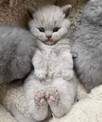 adorabili bambini british shorthair