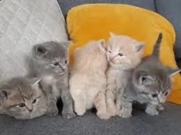 blue british shorthair da aggiungere ora