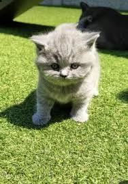 blu giovane british shorthair