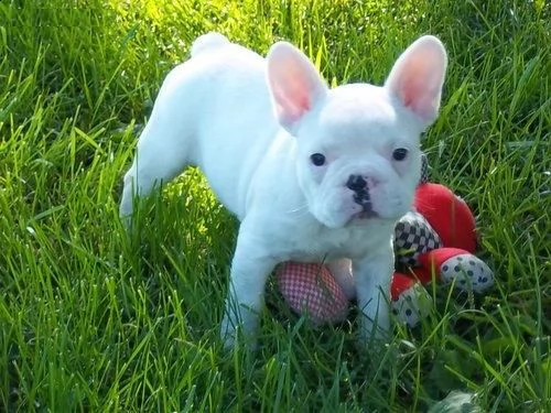 simpatici cuccioli di bulldog francese che amano la famiglia