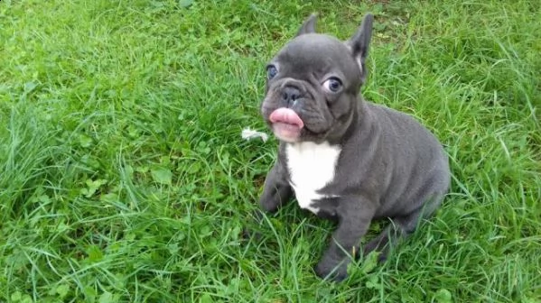 simpatici cuccioli di bulldog francese che amano la famiglia | Foto 0