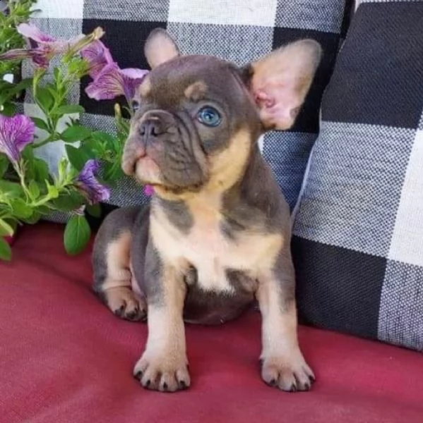  cuccioli di bulldog francese per l'adozione