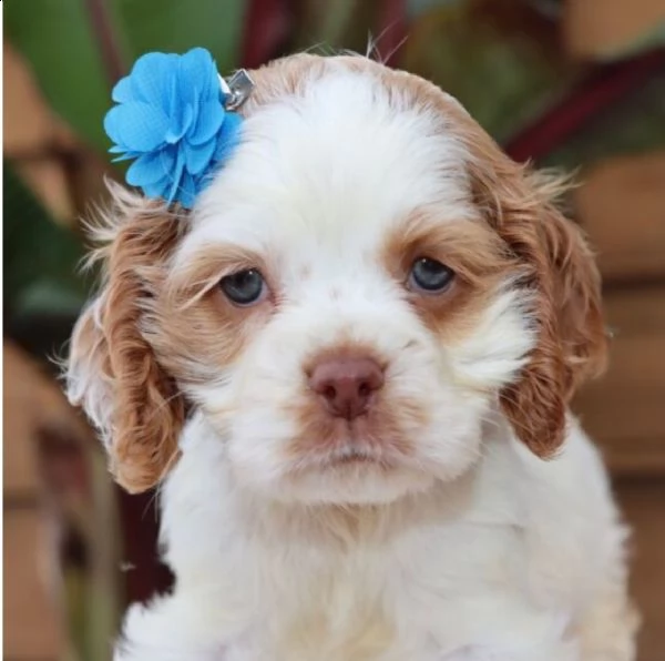 regalo cuccioli coker spaniel